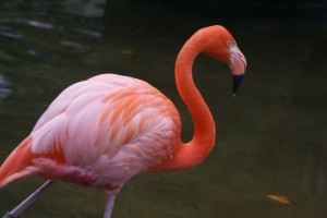 Pink flamingo