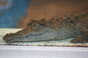A baby crocodile - about as long as two hands. Crocodiles show their teeth even when their mouths are closed. It's a crocodile smile.