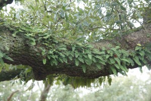 Ferns grow on big, old tree branches in City Park.