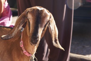 Lucy the goat was outside John and Becky's store (Pack and Paddle). Her owner was selling homemade goat milk soap.