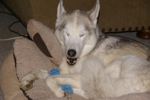 Carmanah yawns after spending the afternoon curled up in her host dog's bed.