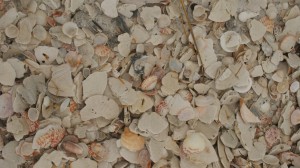 Shells galore.